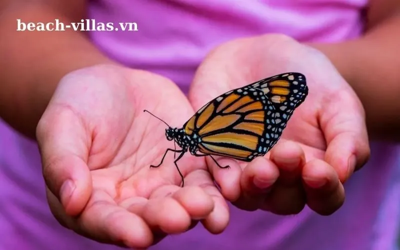 Giấc mơ thấy bướm