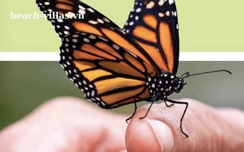 Giấc mơ thấy bướm