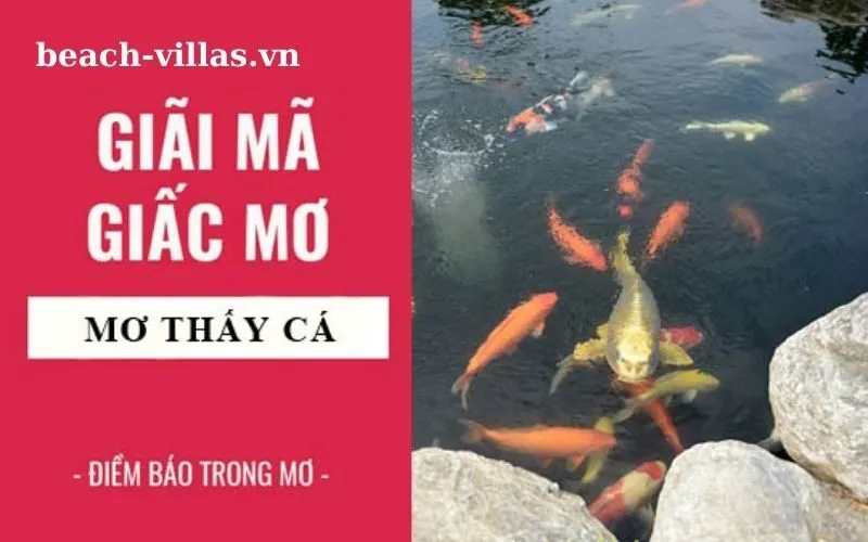 Giấc mơ thấy cá