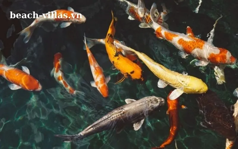 Giấc mơ thấy cá