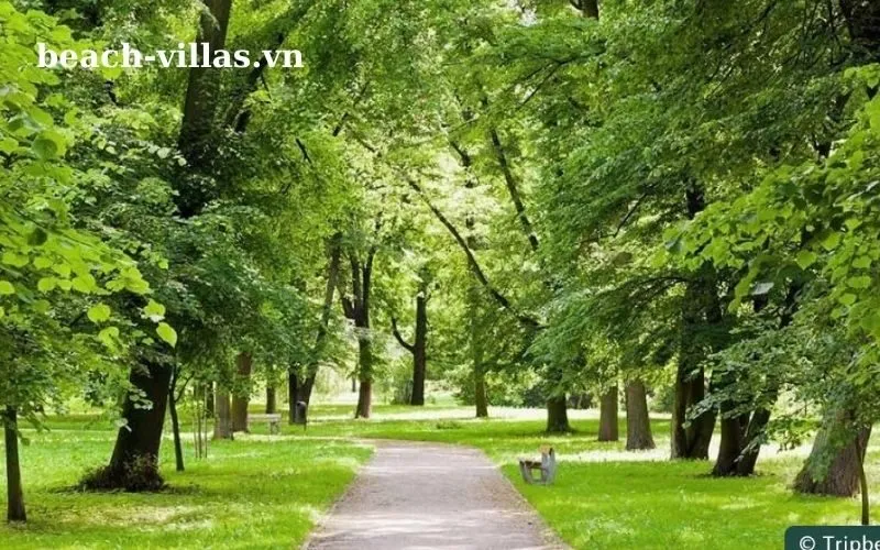 Giấc mơ thấy cây cối