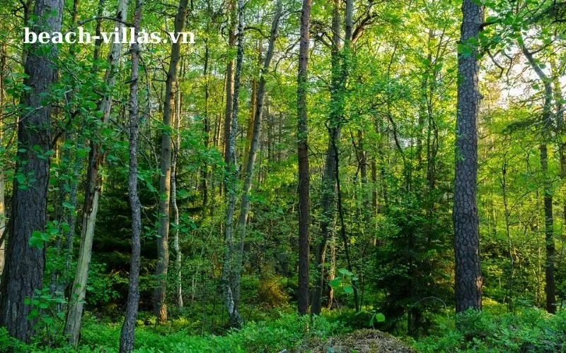 Giấc mơ thấy cây cối