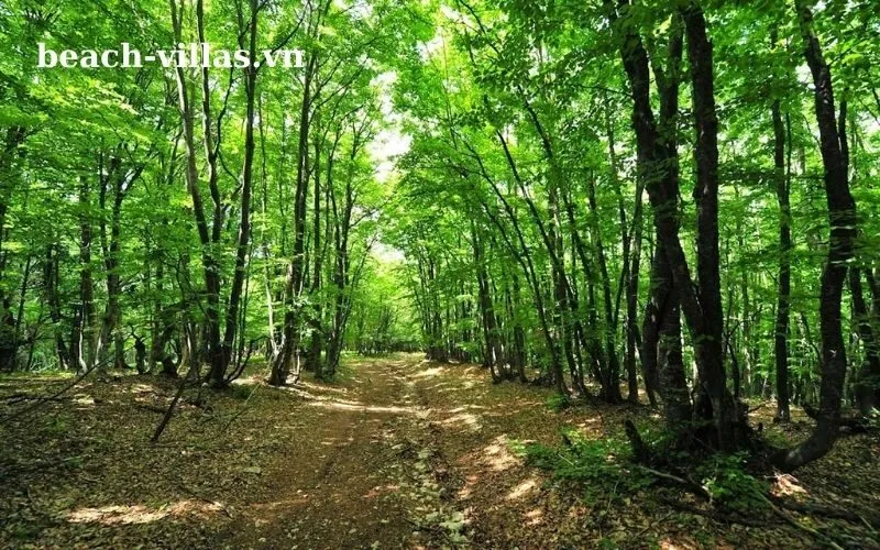 Giấc mơ thấy cây cối