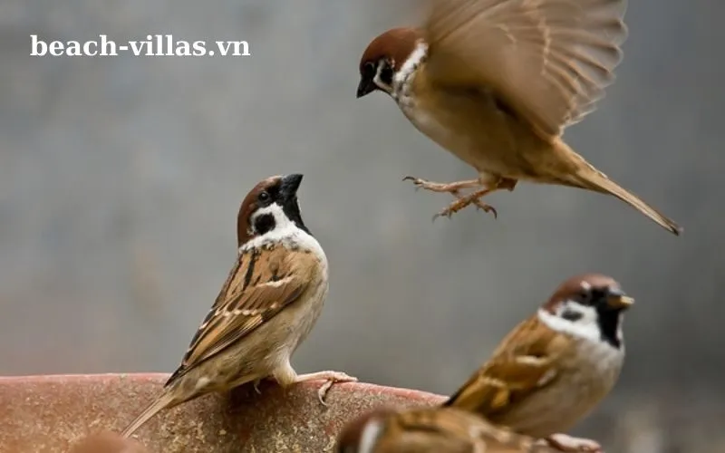 Giấc mơ thấy chim