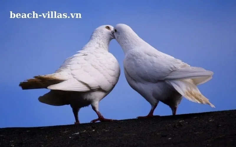 Giấc mơ thấy chim