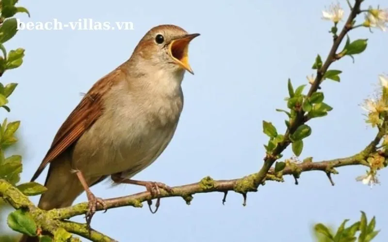 Giấc mơ thấy chim