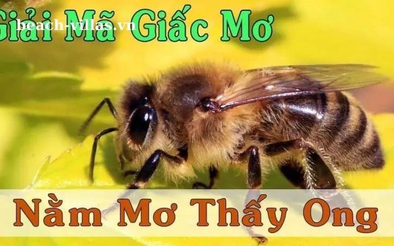 Giấc mơ thấy côn trùng