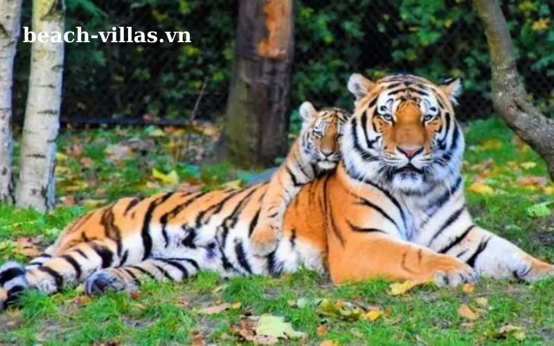 Giấc mơ thấy hổ