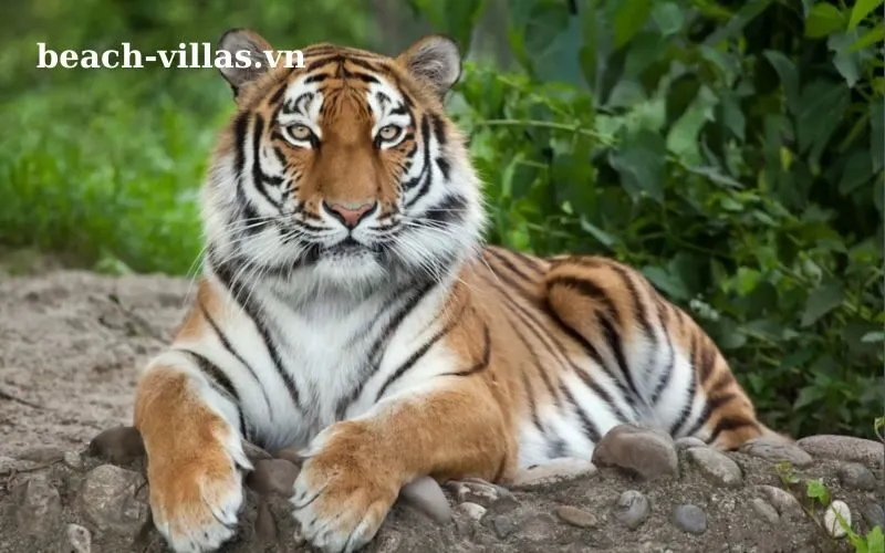 Giấc mơ thấy hổ