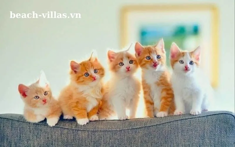 Giấc mơ thấy mèo