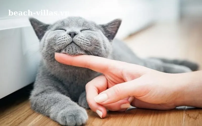 Giấc mơ thấy mèo