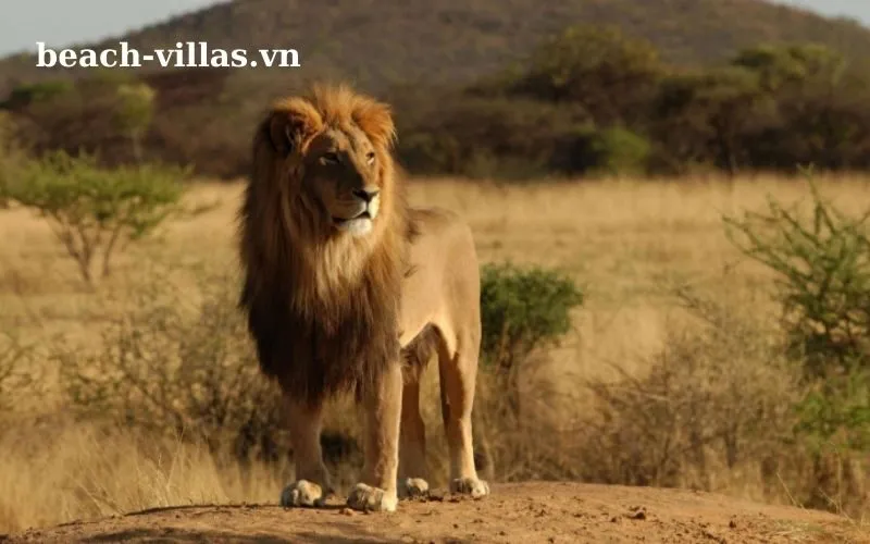 Giấc mơ thấy sử tử