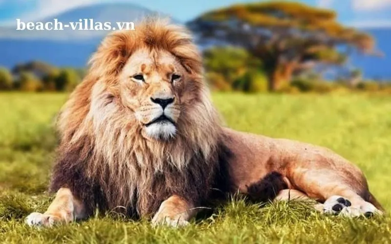 Giấc mơ thấy sử tử