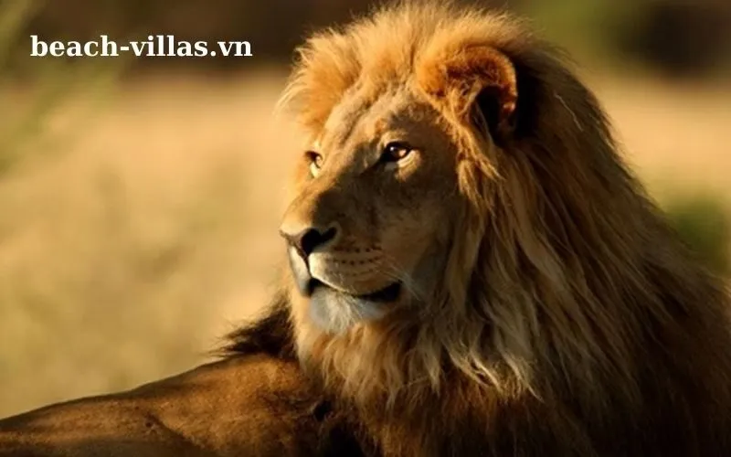 Giấc mơ thấy sử tử